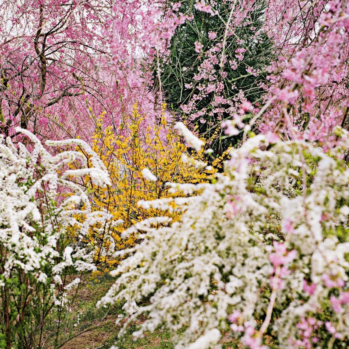 【オードパルファム】ガーデンシャワー