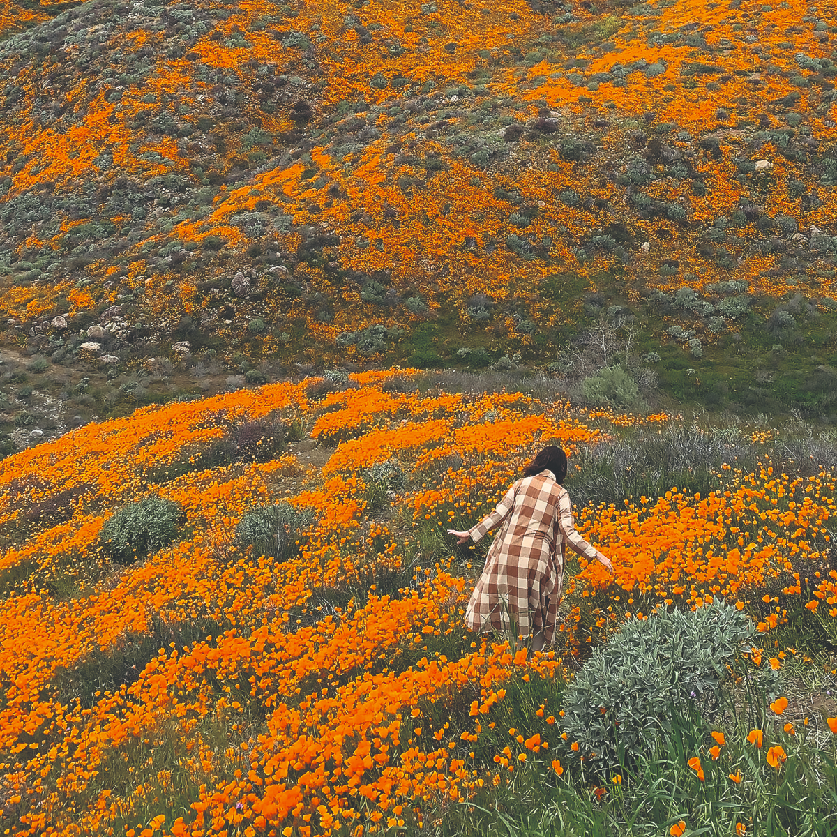 [キャンドル]パンドラスウッズ